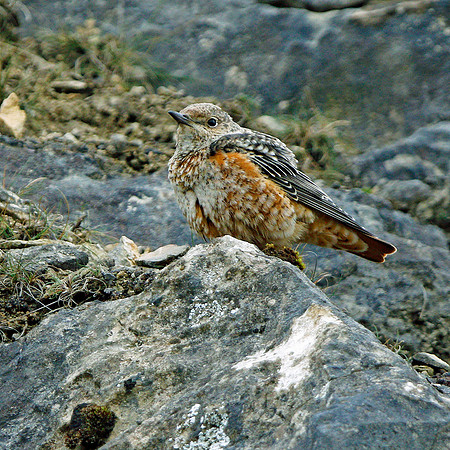 Rock Thrush
