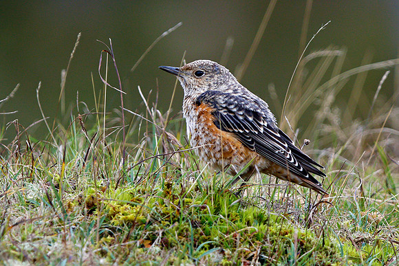 Rock Thrush 2