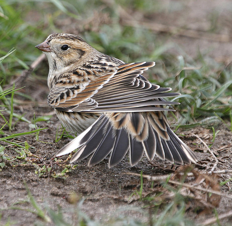 Lapland Bunting - Wales