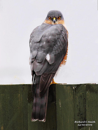 Sparrow hawk - Wales