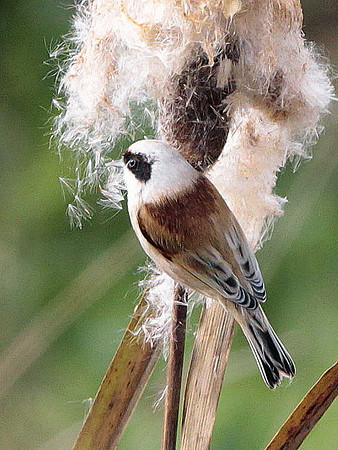 Penduline Tit - Newport Wetlands - Wales