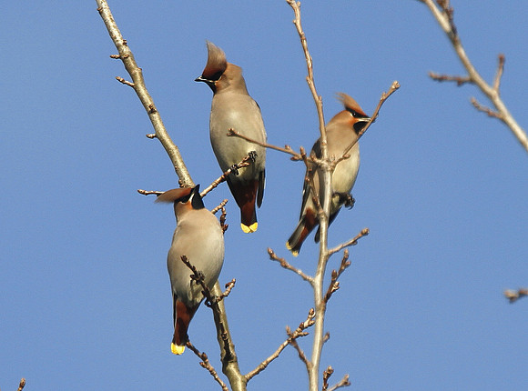 Waxwing - Bridgend - Wales