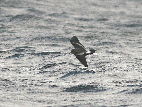 Leachs' Petrel - Port Talbot - West Glamorgan - Wales
