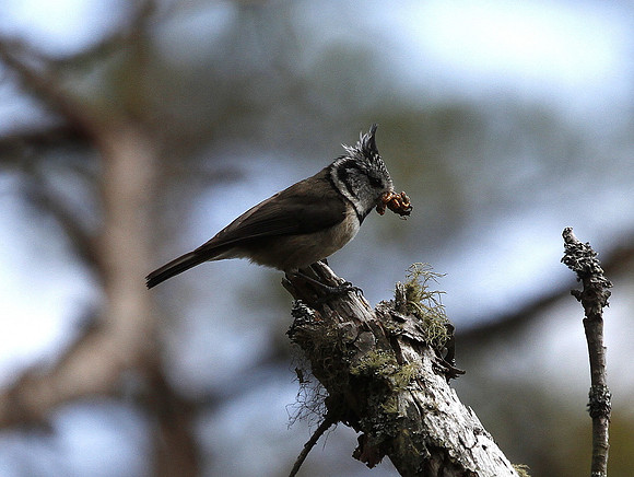 Crested  Tit - Scotland