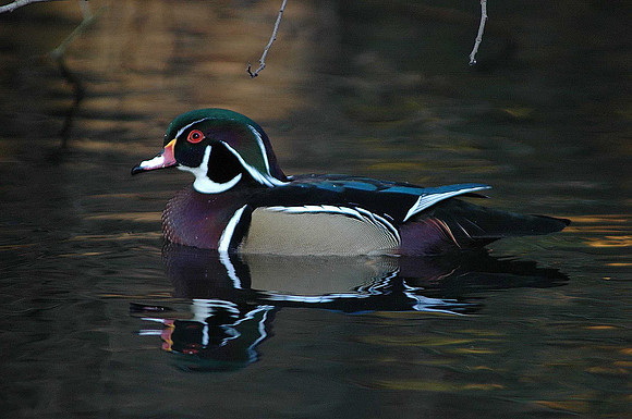 Wood Duck  - Cardiff -  Wales  -