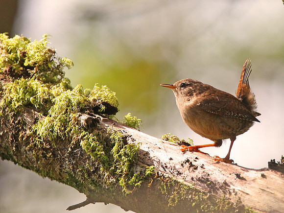 Wren - Mid Glamorgan