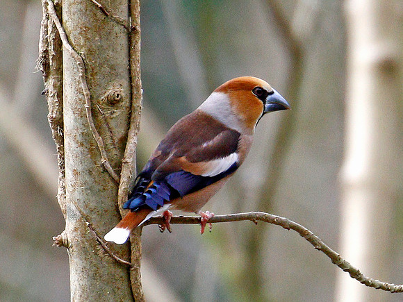 Hawfinch - Cardiff