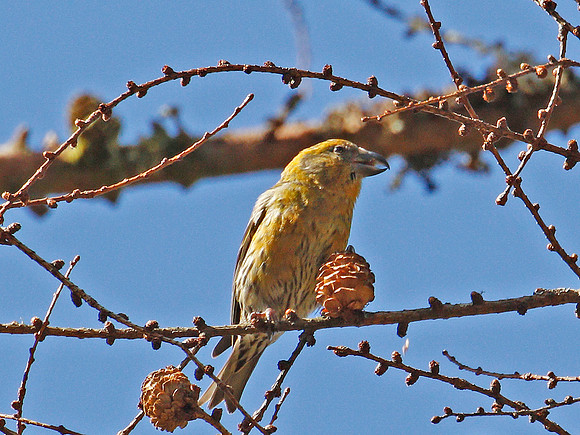 Crossbill - Garwnant