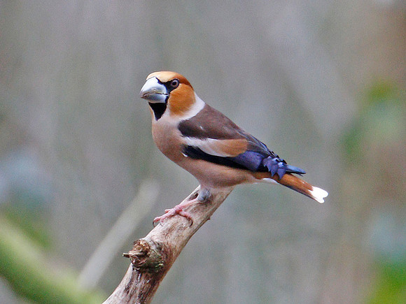 Hawfinch - Cardiff