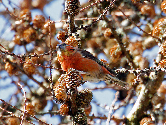 Crossbill - Garwnant