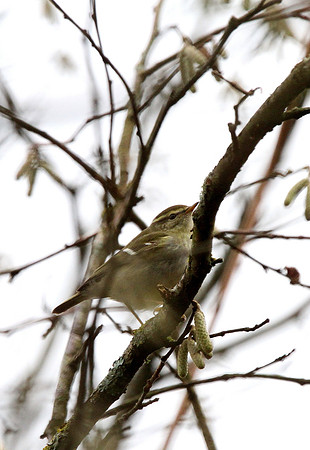 Yellow browed Warbler - Langynwyd - Wales