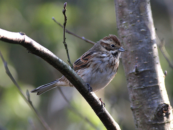Reed Bunting female - Cardiff  - Wales
