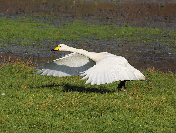 Whooper Swan - Ogmore - Wales