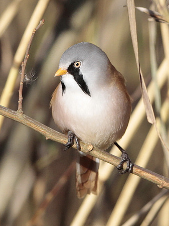 Bearded Tit - Cosmeston - Wales 2013