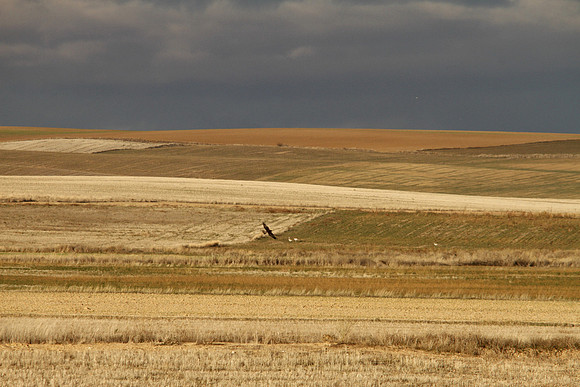 Cereal Plains near Villafafila - Spain