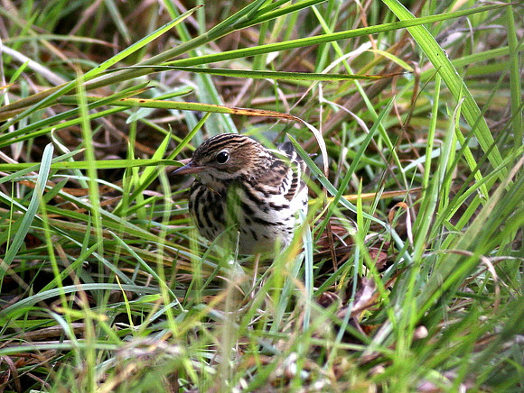 Pechora Pipit - Pembs. - Wales