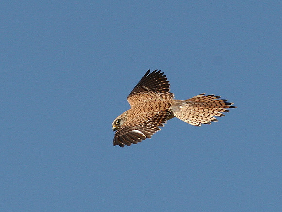 Lesser Kestrel female - Oropesa - Spain