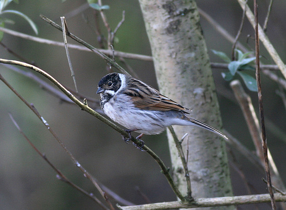 Reed Bunting - winter male - Cardiff - Wales