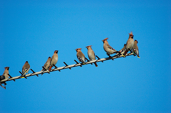 Waxwings - Cardiff - Wales