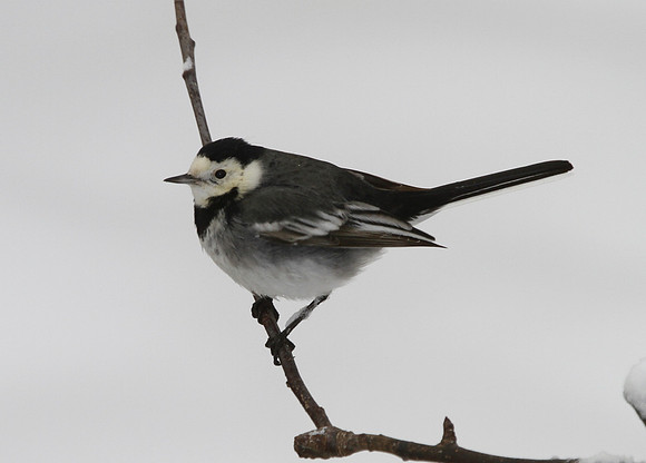 Pied Wagtail - snow - Wales