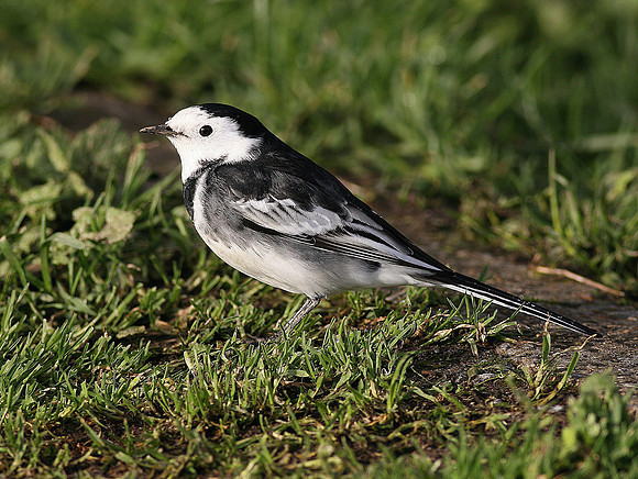Pied Wagtail - Rhoose - Wales