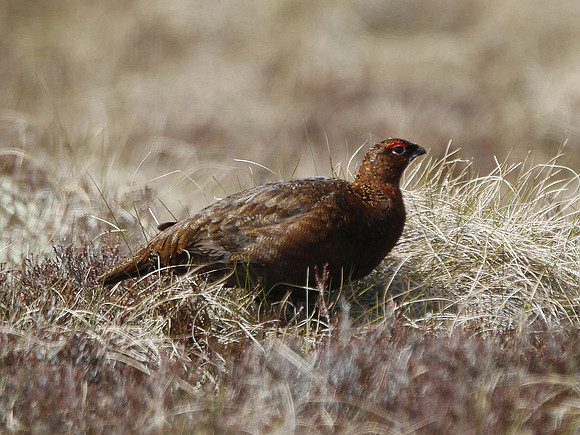 Red Grouse - Scotland