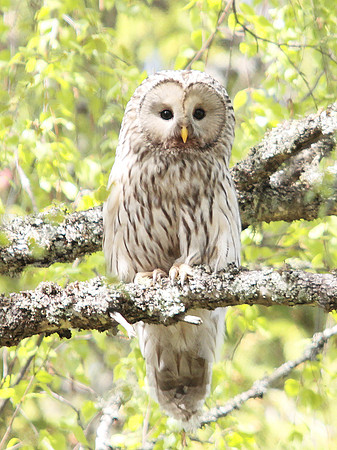 Ural Owl - Sweden