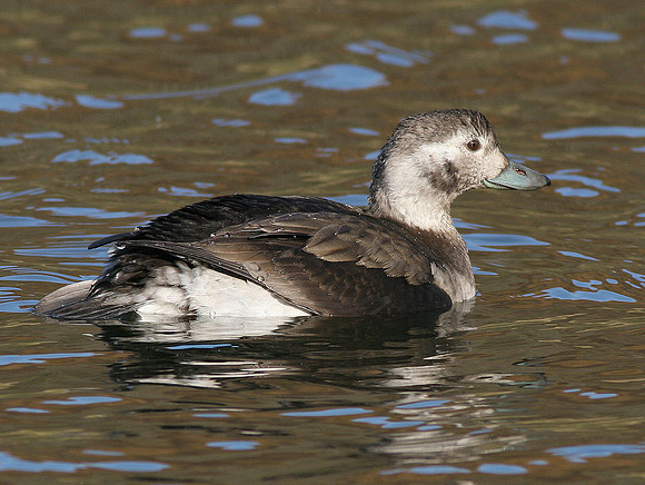 Long tailed Duck - Parc Cwm Darran - Wales