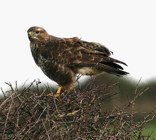 Common Buzzard - Ogmore - Wales