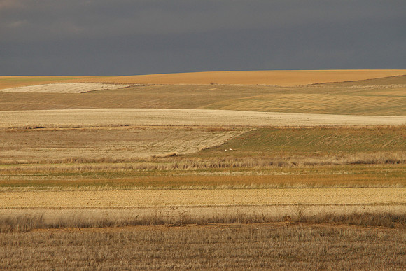 Cereal Plains near Villafafila - Spain