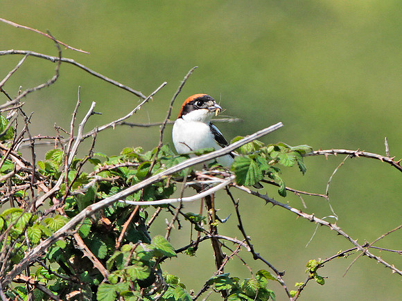 Woodchat Shrike - Gileston - Glamorgan - Wales