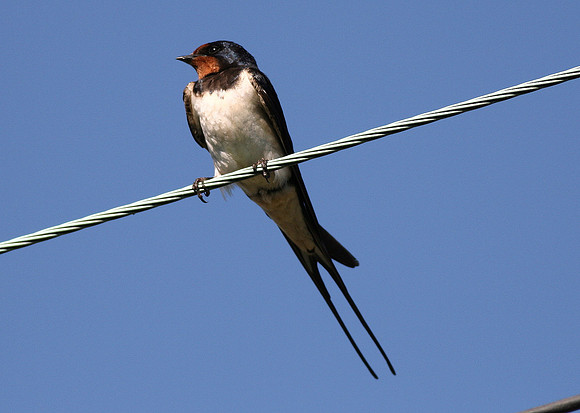 Barn Swallow - Vale of Glamogan - Wales