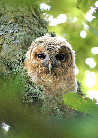Tawny Owl - Wales