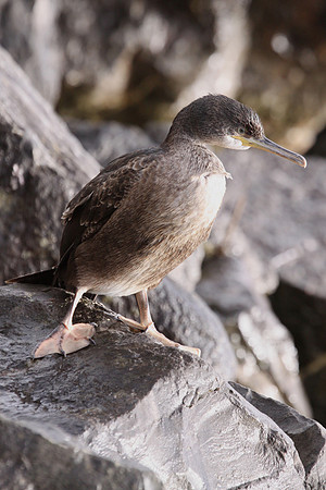 Shag - Port Talbot - Wales
