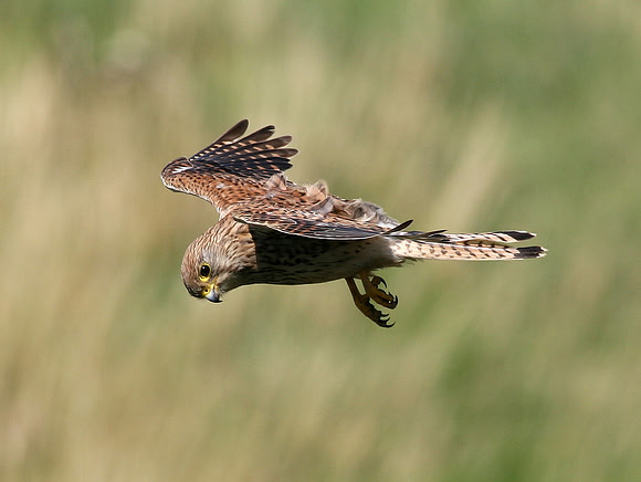 Kestrel - Glamorgan - Wales