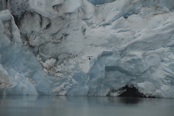 Mergansers crossing the Portage Glacier -Alaska