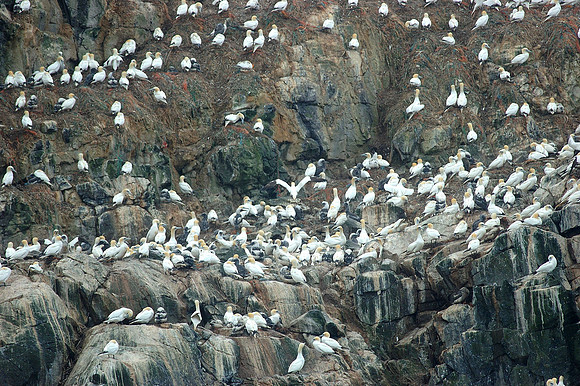 Skokholm Gannetry - Pembs. Wales