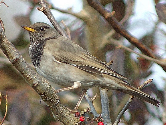 Black throated Thrush - Swansea - Wales