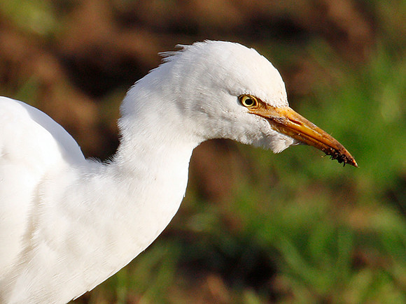 Cattle Egret - Porthcawl