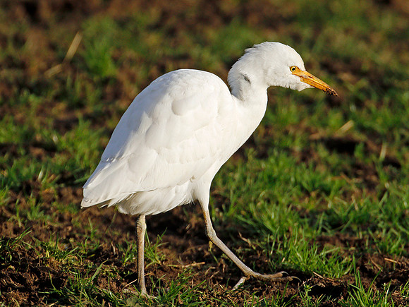 Cattle Egret - Porthcawl