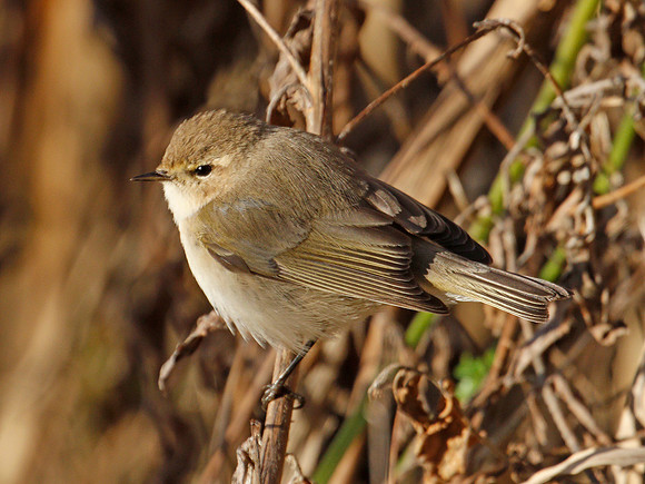 Sibe Chiffchaff -Parc Slip