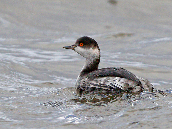 Black-necked Grebe - Cardiff 2019