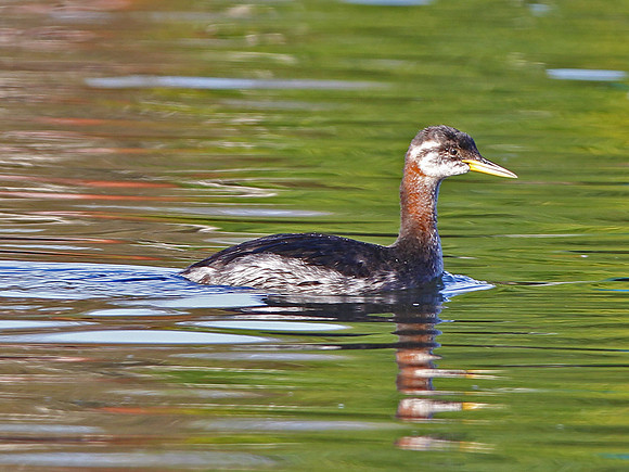 Red-necked Grebe -Cardiff