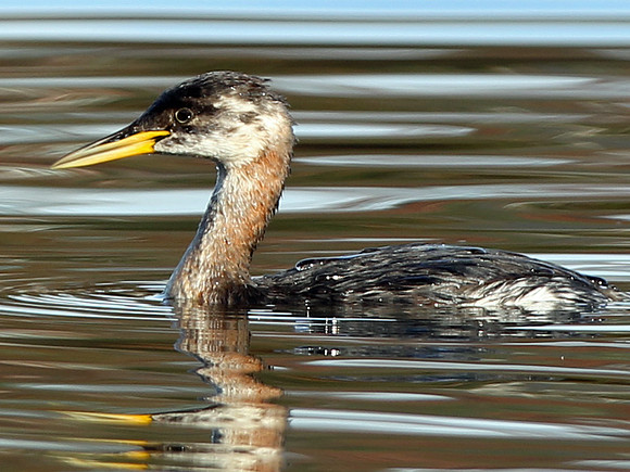 Red necked Grebe - Cardiff