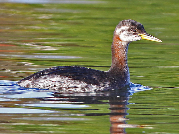 Red necked Grebe -Cardiff
