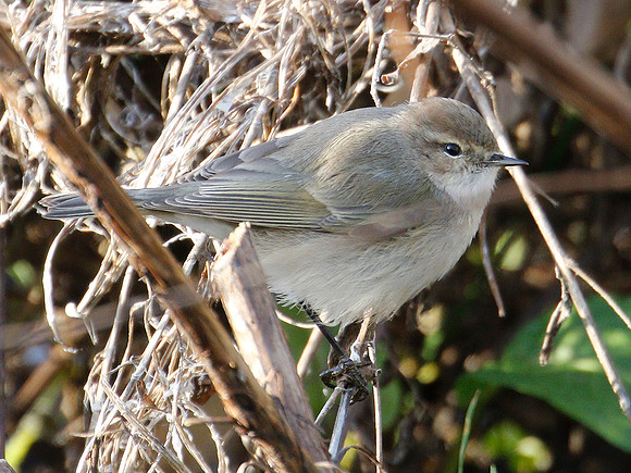 Sibe Chiffchaff Parc Slip 2019