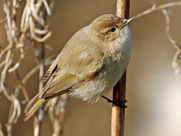 Sibe Chiffchaff Parc Slip. 2019