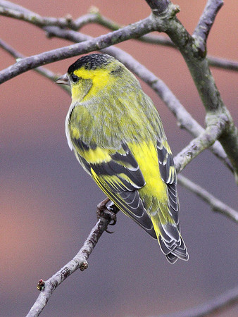 Siskin - Wales