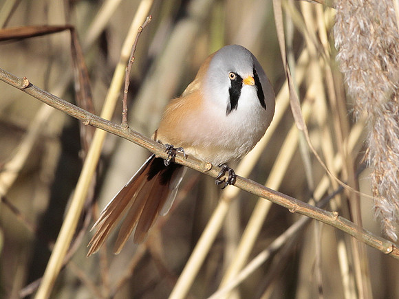 Bearded Tit - Cosmeston - Wales 2013