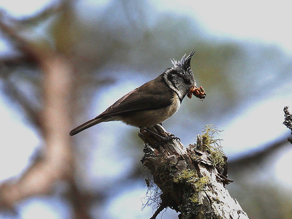 Crested  Tit - Scotland